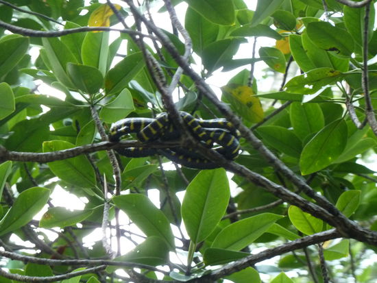 beneidenswerter Schlaefer