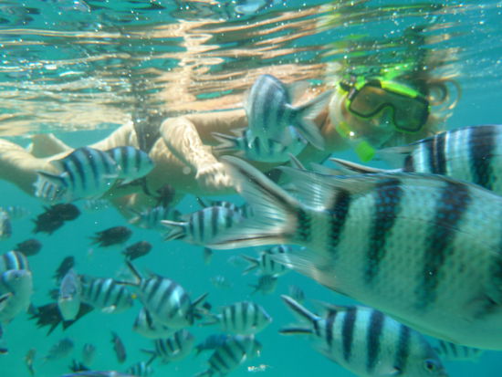 Meernixe mit Gefolge