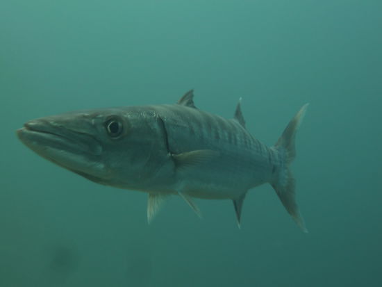 Namensgeber und uneingeschraenkter Herrscher des Sees: Barracuda