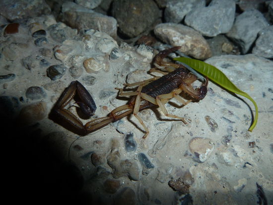 Mitbewohner. Klein, aber oho!