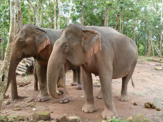 sind wir nicht drauf geritten, weil Anja sooo viel zugenommen hat, dass wir das dem Elefanten nicht zumuten wollten!