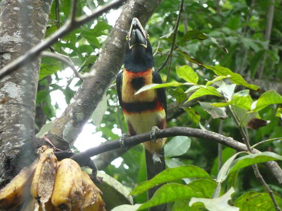 Begruessungskommitee