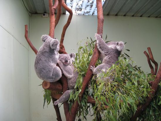 die kleinen Koalas sind witzig
