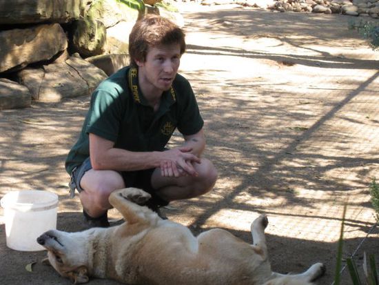 Sam der Tierpfleger mit einem Dingo