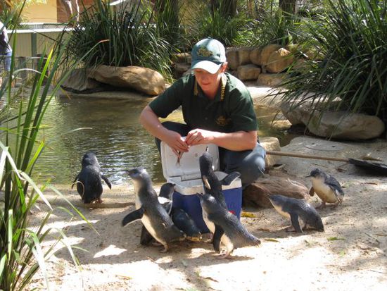 und hier die Tierpflegerin bei der Pinguinfütterung