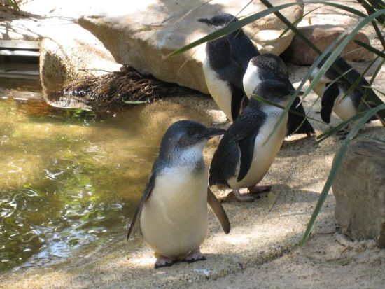 little penguins *sweet*