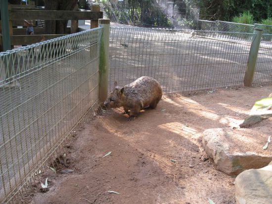 Wombat Teil 2