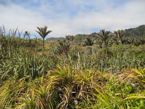 NZ Bush !! So sieht es überall aus.