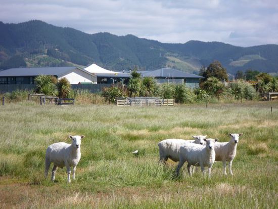 Schafe in Nelson... es gibt mehr Kühe als Schafe
