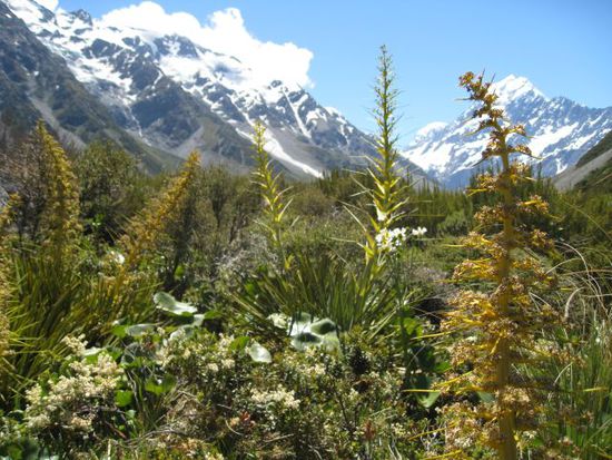 Hooker Valley track (nature)
