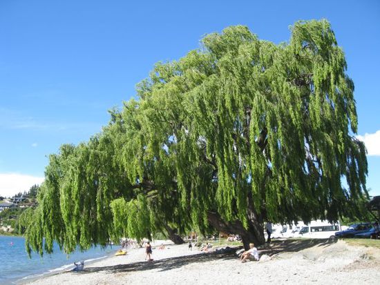 Wanaka