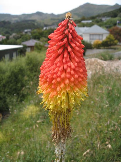 Coole Blume  Sieht wie ein Cocktail aus...