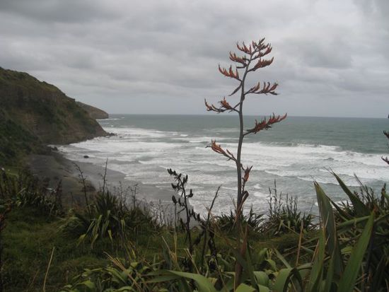 Muriwai Beach