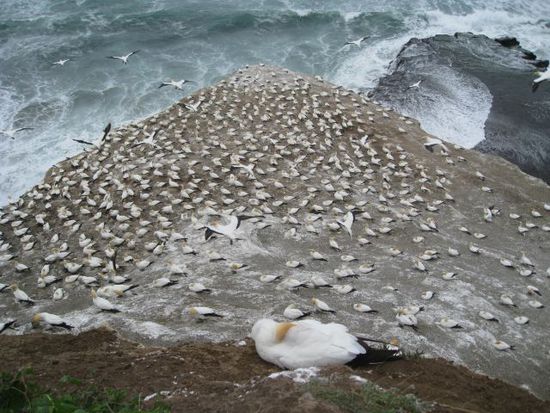 Gannet/ Tölpel