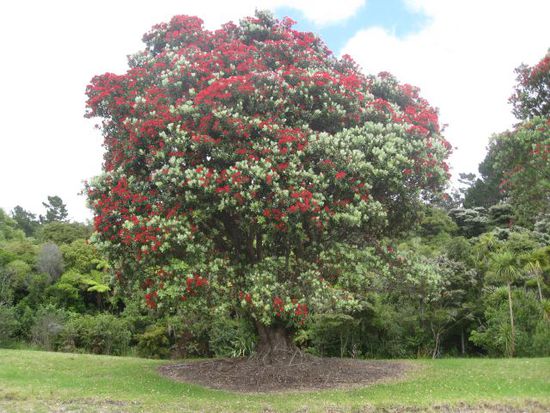 Pohutukawa .... Der Baum blüht nur um die Weihnachtszeit, wird daher auch Weihnachtsbaum genannt. Er hat wunderschöne rote Blüten.