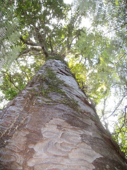 Kauri