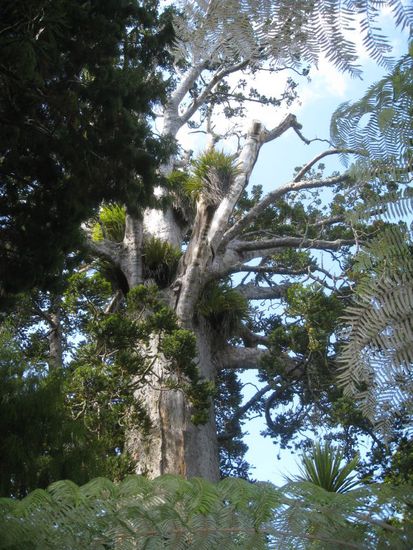 Kauri Baumspitze