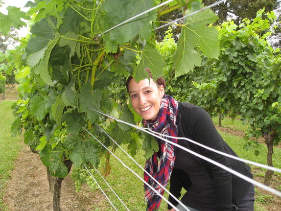 Der Wein wird hier eher auf geraden Flächen, als auf Bergen angebaut...