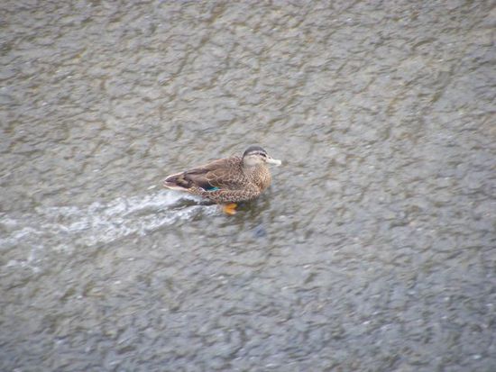 Ente im Damm