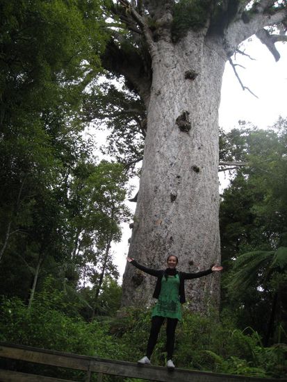 größter Kauri in NZ
Tane mahuta