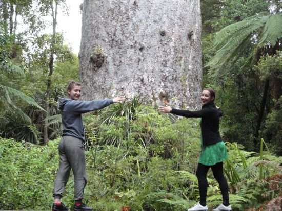 extreme Kauri hugging