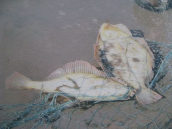 Flounder fishing mit der Besitzerin vom Hostel inkl. Quad fahren am Strand