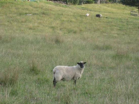 Shaun das Schaf
määähh