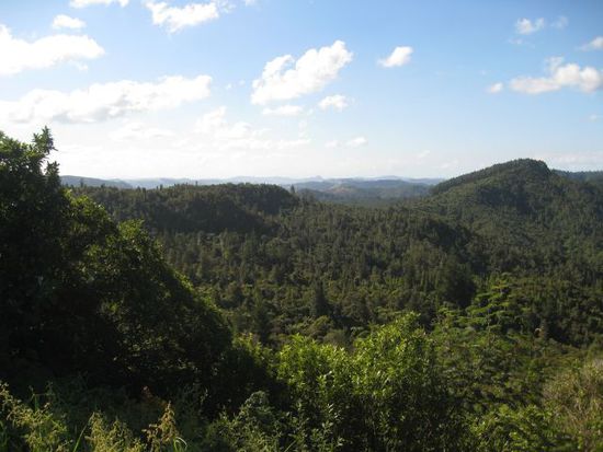 Wald in NZ Es gibt hier wirklich alles und davon recht viel )