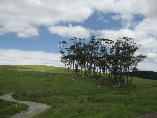 Sheep