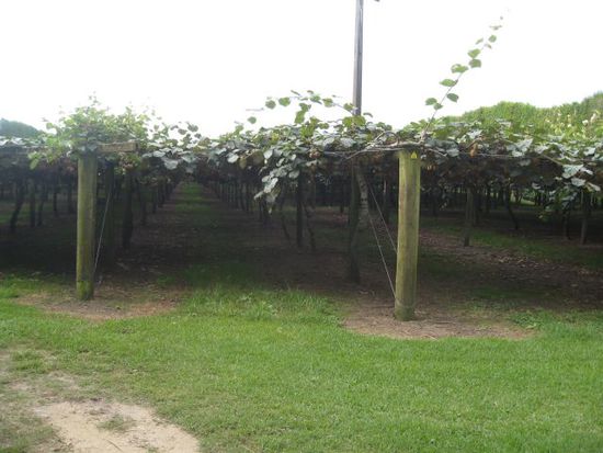 Kiwis in Te Puke