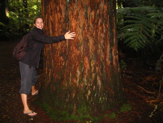 Redwoods in Rotorua