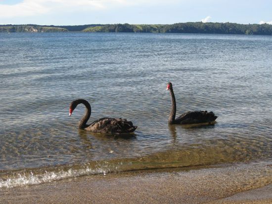 Black Swan