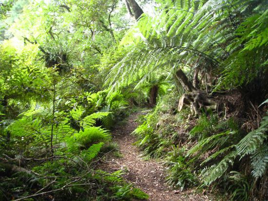 Bushwalk in Turangi