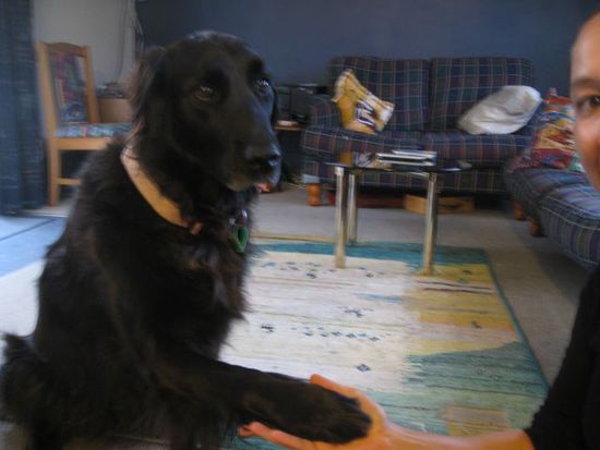 Sie hat mir mit der Pfote "good bye" gesagt wie es sich für einen Hostel Hund gehört Sie kuckt traurig weil sie weiß, dass ich heimfliege