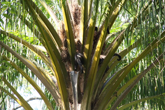 Im groessten Stadtgarten der Welt fuehlen sich auch Affen wohl.