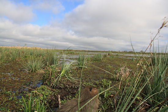 Ewig weites Lande...