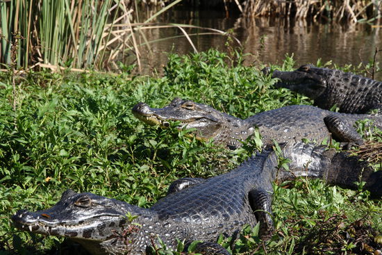 ....truegerische Stille...