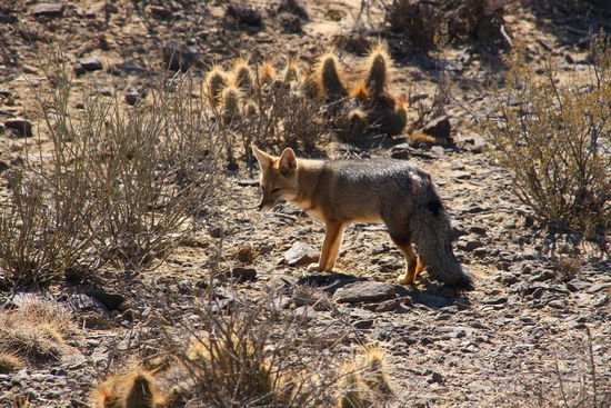 Trotz heftiger Witterung gibt es Leben und endlich einmal Abwechslung zu den vielen streunenden Hunden.