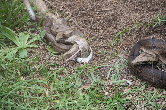 Schlangenfuetterung im Butantaninstitut