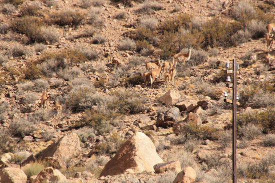 Gut getarnt an einem Hang. Eine Herde Llamas oder so...