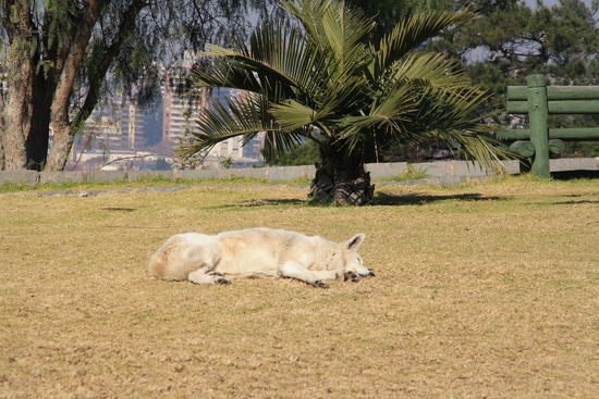 Bitte nicht stören! Ich bin ein hartarbeitender Hund der sich dieses Schläfchen verdient hat!