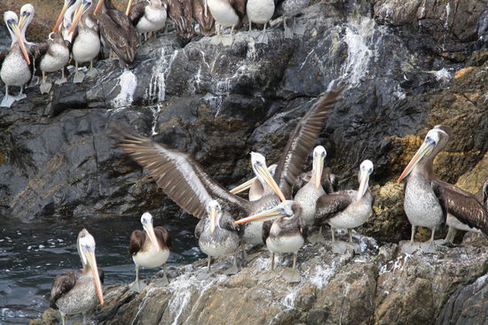 In Chañaral kann man sogar Seeloewen sehen. Wenn man Glück hat so wie ich.