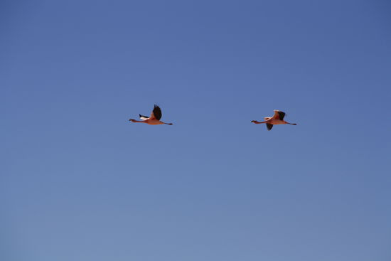 Die besagten Flamingos und zwar in Massen.