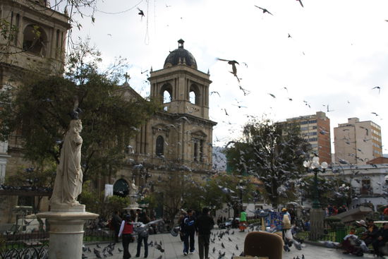 Tauben wie in Venedig...