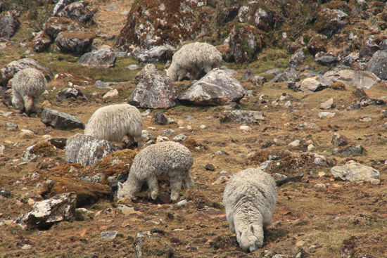 Nachdem ich die ersten Winterklamotten in Chile gekauft habe und mich vor dem Trekk weiter augestattet habe, muss ich aufpassen nicht bald selbst wie ein Alpaka auszusehen. Ich komme schon recht gut ran. Einzig und allein dieser absolut daemlich Blick fehlt mir noch. 
Ich bin auch schon am Ueben...
