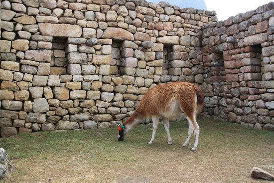 Eines der vielen Llamas auf dem Gelaende des Weltkulturerbes.