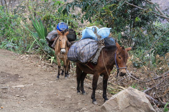 Mula: als Transportmittel unverzichtbar