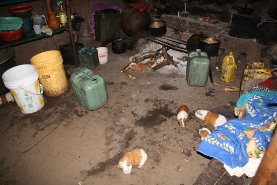 Meerschweinchen bzw. Cuy