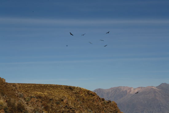 7 mal Kondor (spaeter verduckelten dann 13!! riesige Voegel den Himmel)