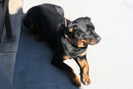 Alexa: Die schoene Brasilianerin mit den schwarzen Haaren...